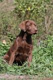 LABRADOR 119